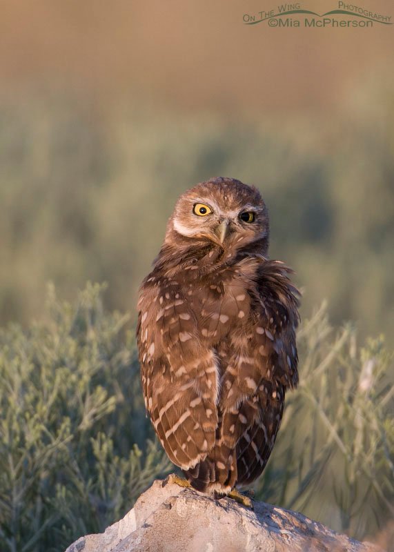 Juvie Burrowing Owl preening in morning light, Antelope Island State Park, Davis County, Utah