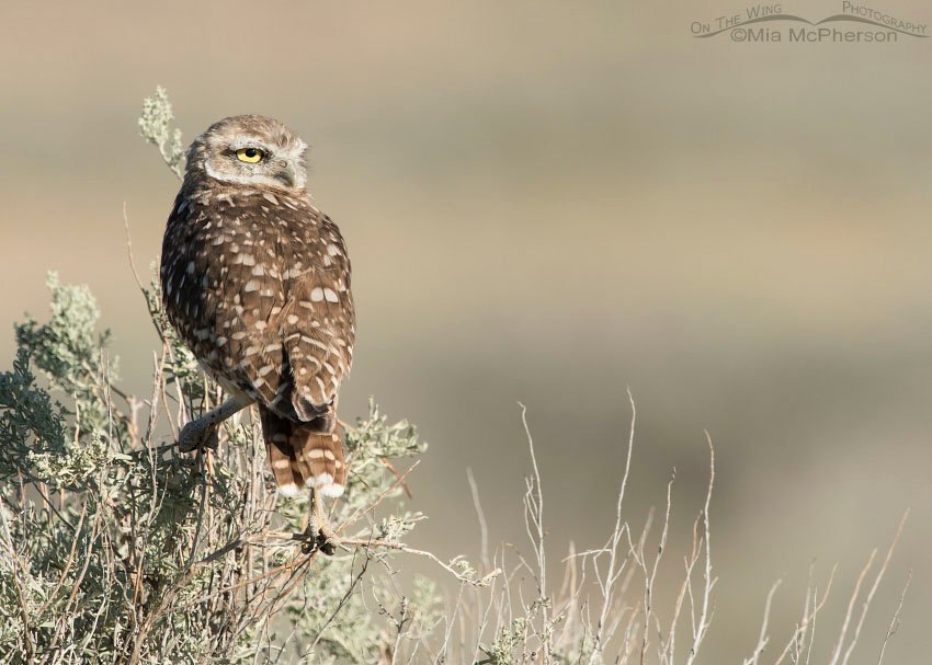 Burrowing Owl juvenile with a firm grip on sagebrush in northern Utah.