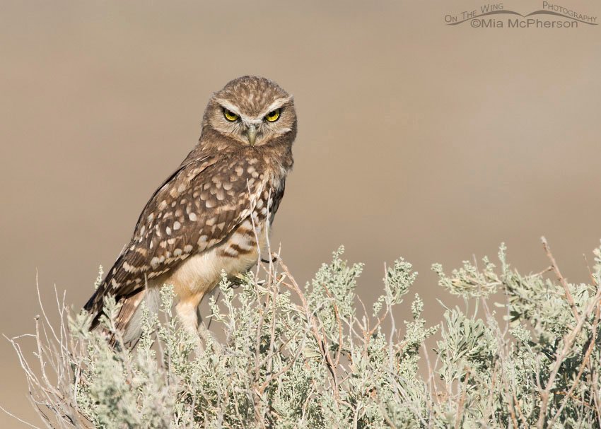 Juvenile Burrowing Owl stare down, Box Elder County, Utah