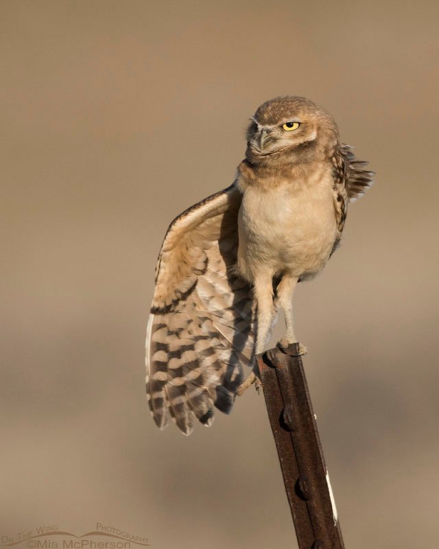 Burrowing Owl juvie stretching one wing, Box Elder County, Utah