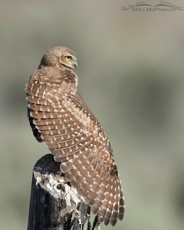 Burrowing Owl juvenile stretching its wing on a wooden fence post, Box Elder County, Utah