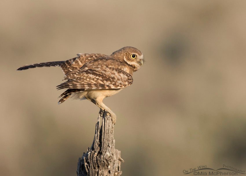 Juvenile Burrowing Owl a split second after landing on a wooden post in Box Elder County, northern Utah