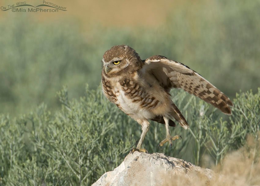 Burrowing Owl juvenile stretching while standing on one foot, causeway to Antelope Island State Park, Davis County, Utah