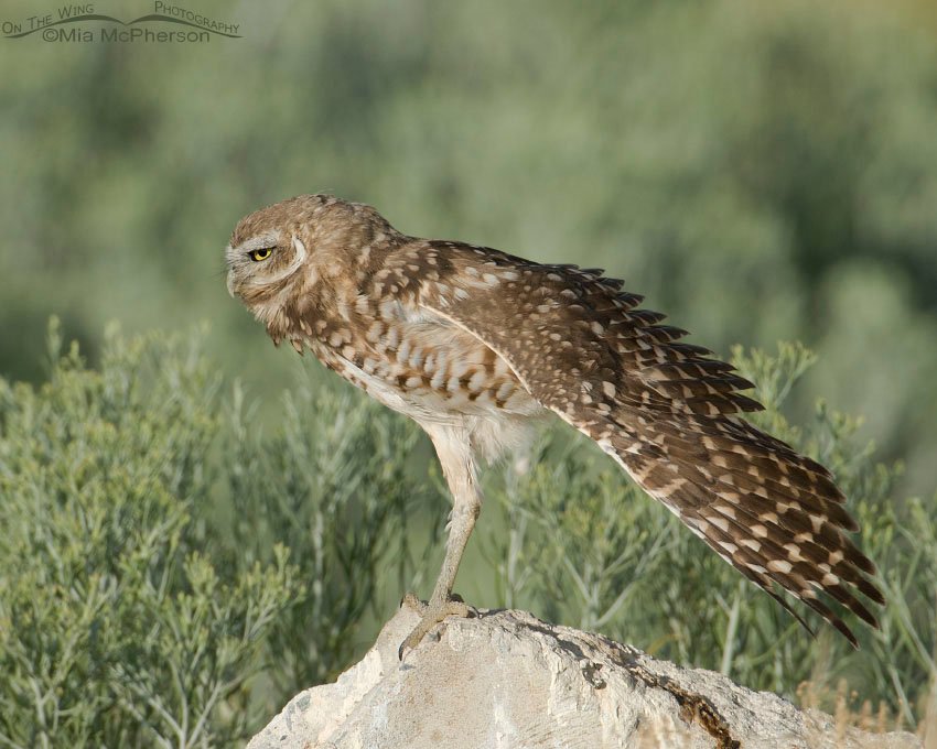 Juvenile Burrowing Owl stretching its wing, Antelope Island State Park, Davis County, Utah