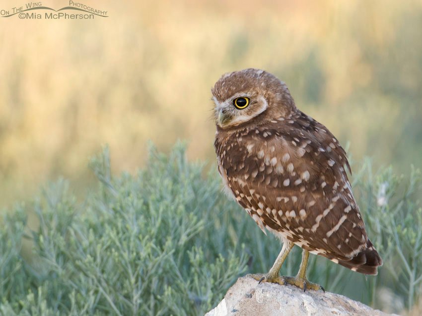Juvenile Burrowing Owl before the sun is fully up, Antelope Island State Park, Davis County, Utah