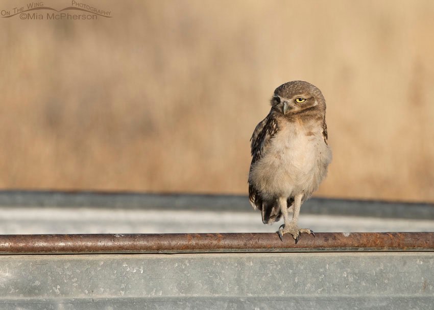 Juvenile Burrowing Owl perched on a watering trough, Box Elder County, Utah