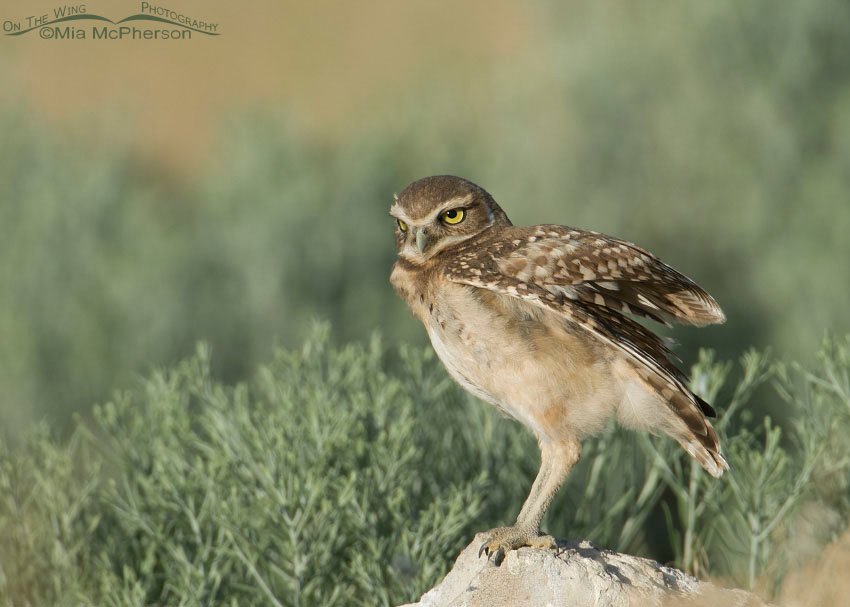 Immature Burrowing Owl fluttering its wings, Antelope Island State Park, Davis County, Utah