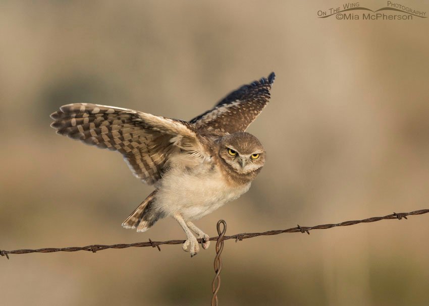 Juvenile Burrowing Owl getting its balance, Box Elder County, Utah