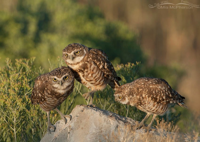 Juvenile Burrowing Owls interacting, Antelope Island State Park, Davis County, Utah