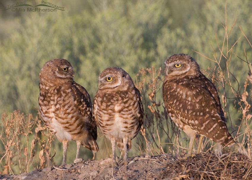 Three Amigos - Burrowing Owl siblings, juvenile Burrowing Owls. Antelope Island State Park, Davis County, Utah