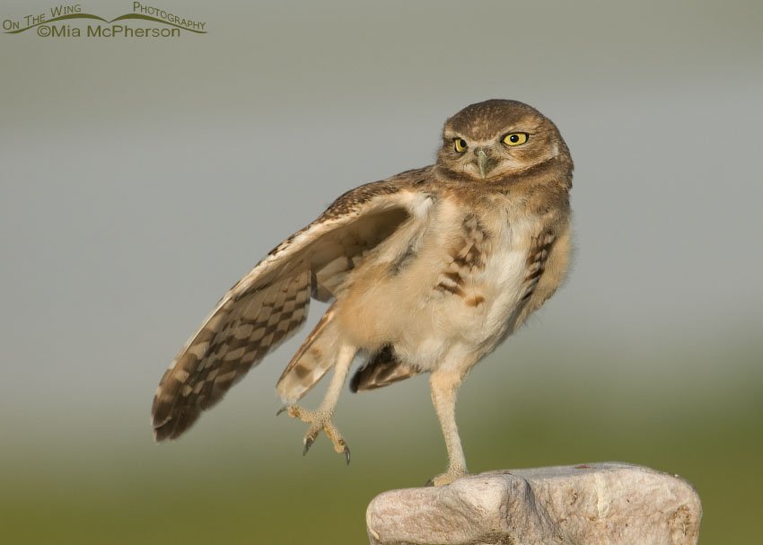 Juvenile Burrowing Owl stretching, Antelope Island State Park, Davis County, Utah