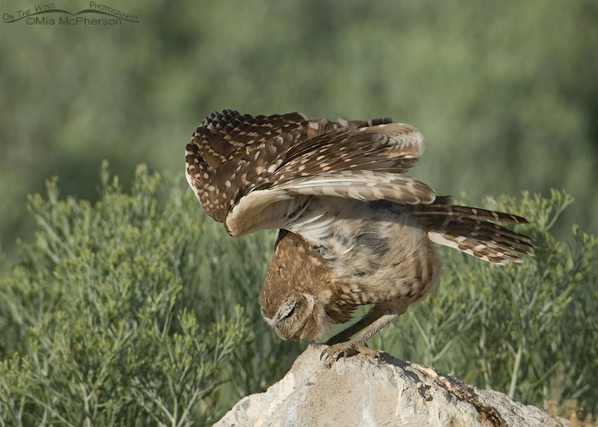 Fun juvenile Burrowing Owl wing lift, Antelope Island State Park, Davis County, Utah