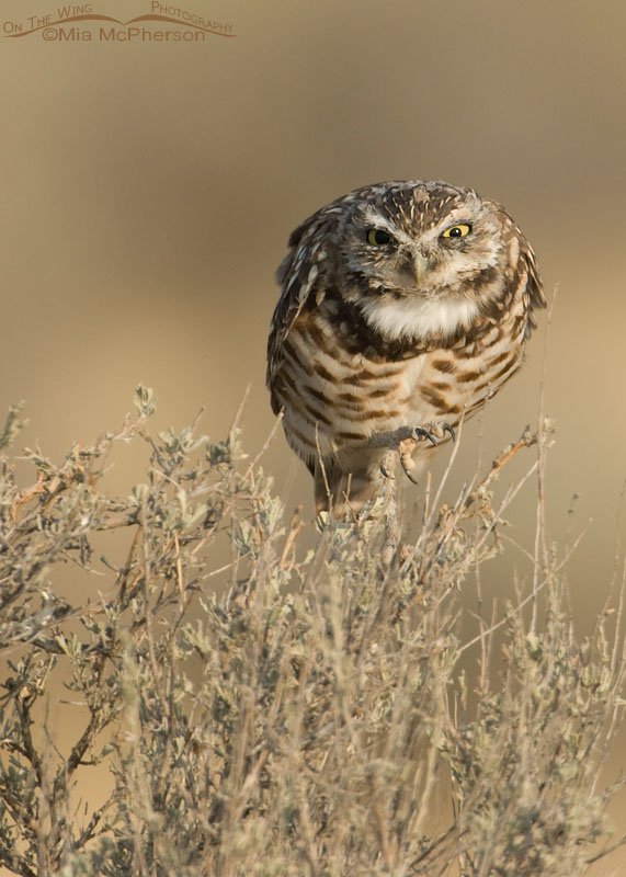 Ferocious looking adult Burrowing Owl, Antelope Island State Park, Davis County, Utah