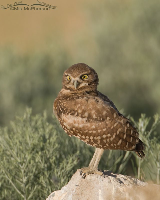 Burrowing Owl funny face, Antelope Island State Park, Davis County, Utah