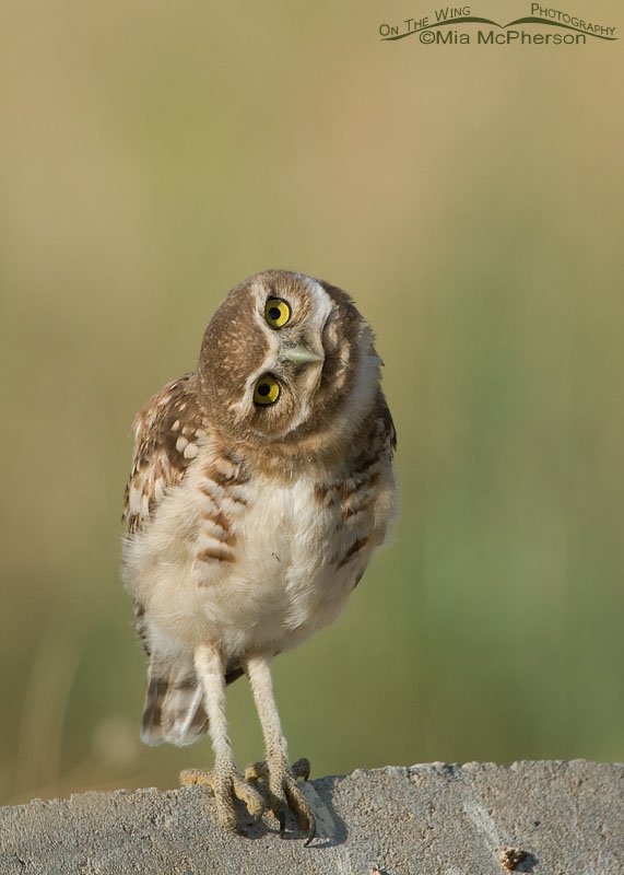Juvenile Burrowing Owl parallaxing, causeway to Antelope Island State Park, Davis County, Utah