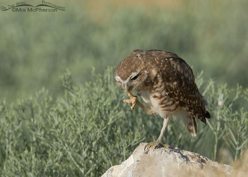Grooming juvenile Burrowing Owl, causeway to Antelope Island State Park, Davis County, Utah