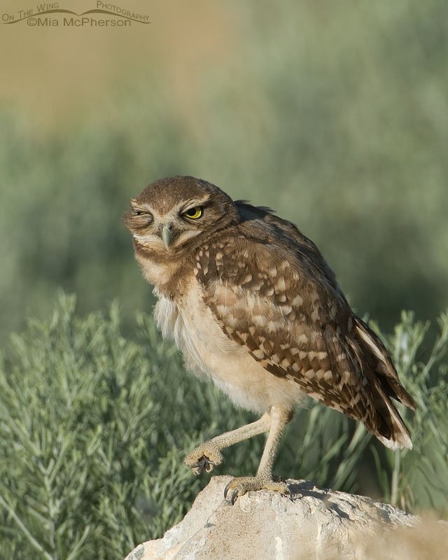 Winking Burrowing Owl juvenile, causeway to Antelope Island State Park, Davis County, Utah