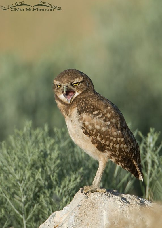 Yawning juvenile Burrowing Owl, causeway to Antelope Island State Park, Davis County, Utah