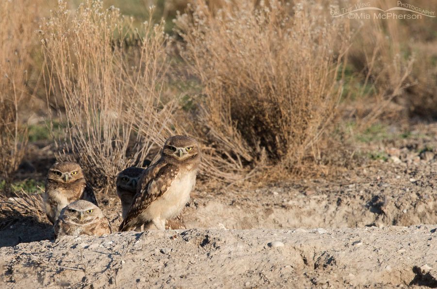 Burrowing Owl family at its burrow in Box Elder County in northern Utah.