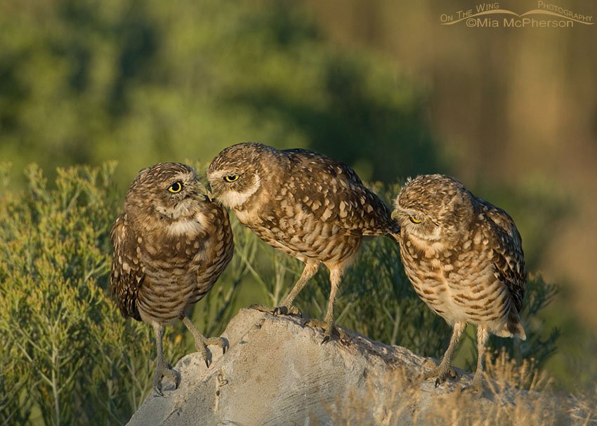 Trio of juvenile Burrowing Owls, causeway to Antelope Island State Park, Davis County, Utah