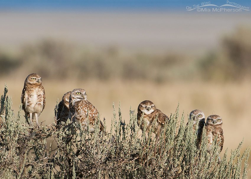 Family portrait of Burrowing Owls all perched on sagebrush, Antelope Island State Park, Davis County, Utah