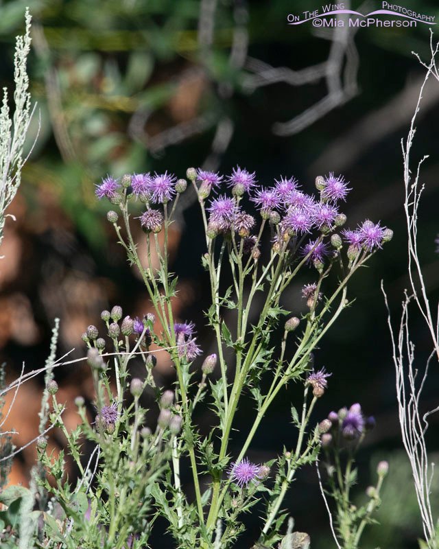 Canada Thistle - Lettuce from hell thistle, Wasatch Mountains, Morgan County, Utah
