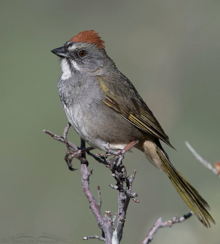 Green-tailed Towhee close up, Wasatch Mountains, Morgan County, Utah