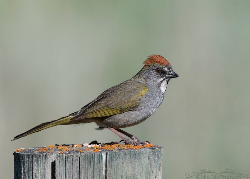 Green-tailed Towhee on a lichen topped fence post, Wasatch Mountains, Morgan County, Utah