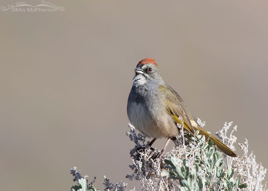 Green-tailed Towhee male singing on sage, Wasatch Mountains, Morgan County, Utah