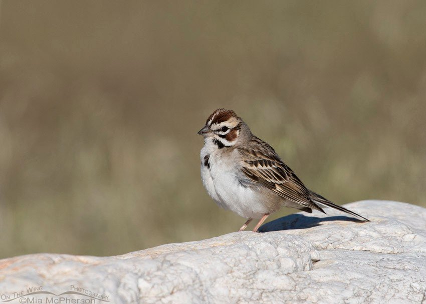 Lark Sparrow on a boulder, Antelope Island State Park, Davis County, Utah