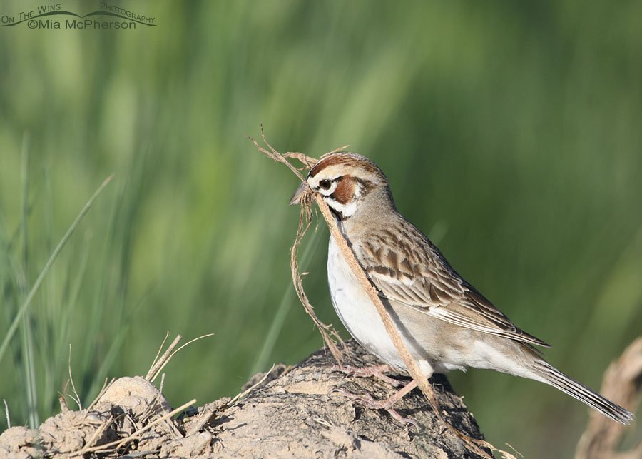 Lark Sparrow with nesting materials in its bill, West Desert, Tooele County, Utah