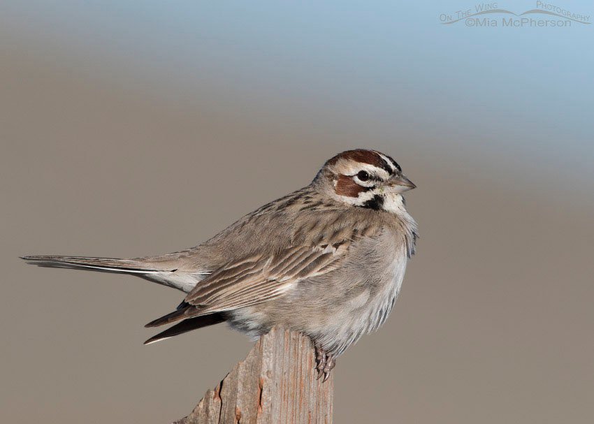 Lark Sparrow resting on a post, Antelope Island State Park, Davis County, Utah