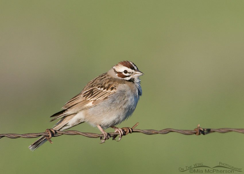 Lark Sparrow on barbed wire, West Desert, Tooele County, Utah