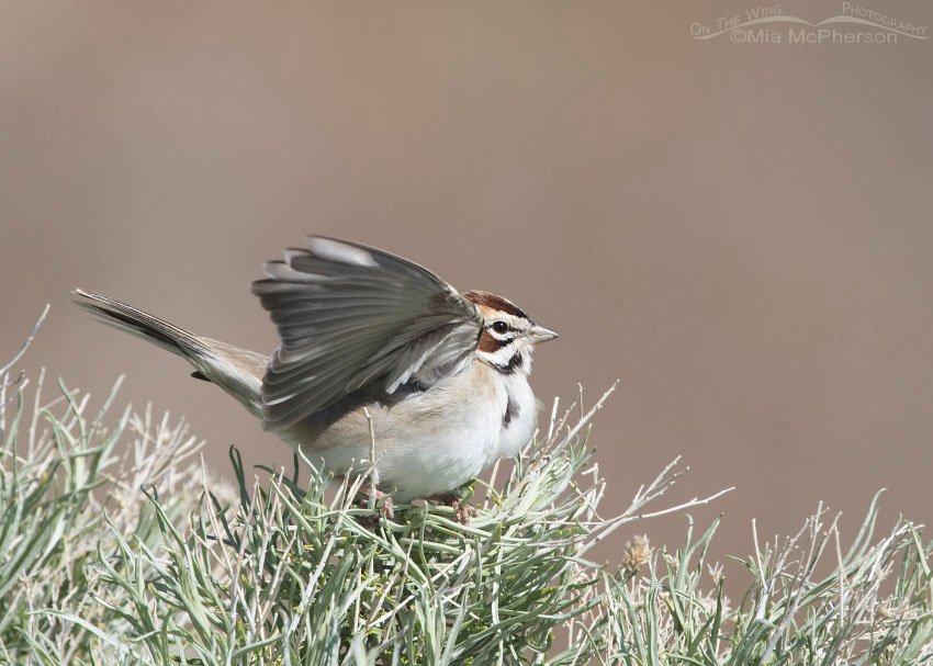 Lark Sparrow with raised wings, Antelope Island State Park, Davis County, Utah