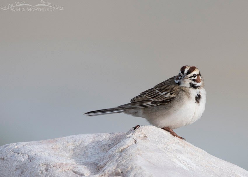 Lark Sparrow with an ant, Antelope Island State Park, Davis County, Utah