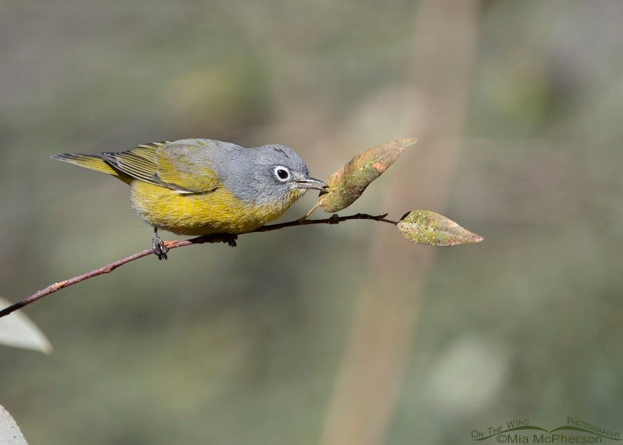 Foraging adult male Nashville Warbler, Wasatch Mountains, Morgan County, Utah