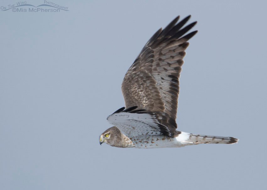 Gray Ghost (male Northern Harrier) in flight over Farmington Bay WMA, Davis County, Utah