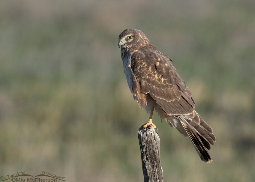 First spring Northern Harrier male perched, Box Elder County, Utah