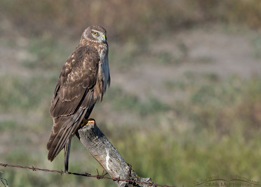 First Spring male Northern Harrier staring at me, Box Elder County, Utah