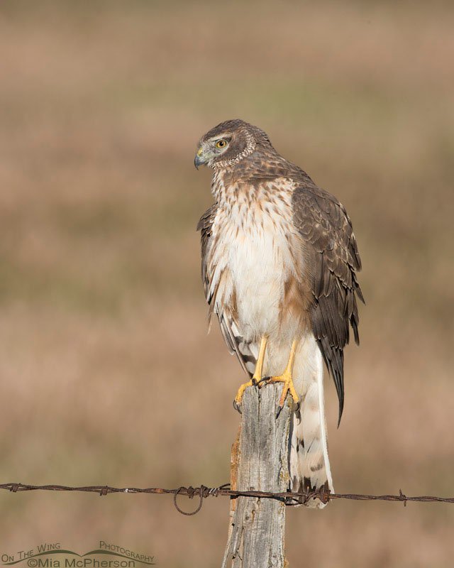 Northern Harrier at the end of May 2016, Box Elder County, Utah