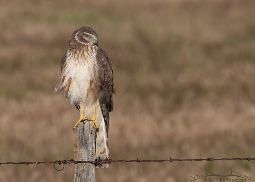 Male Northern Harrier in his first Spring, Box Elder County, Utah