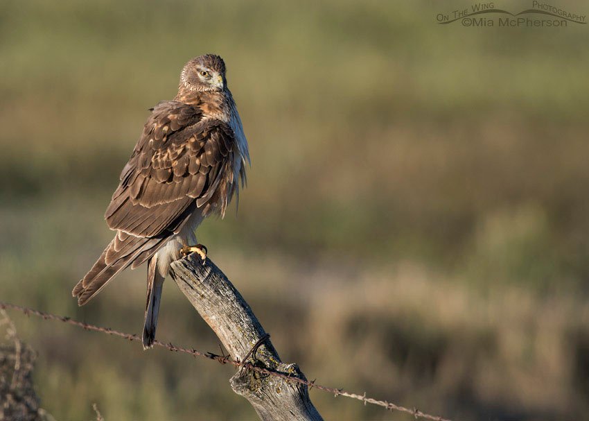 Preening First Spring male Northern Harrier, Box Elder County, Utah