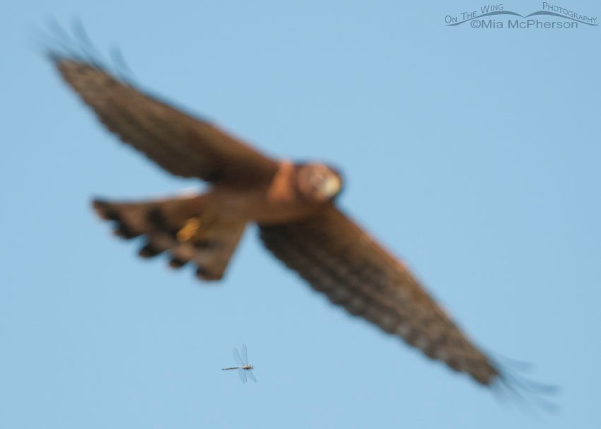 Northern Harrier photobombed by a dragonfly, Farmington Bay WMA, Davis County, Utah