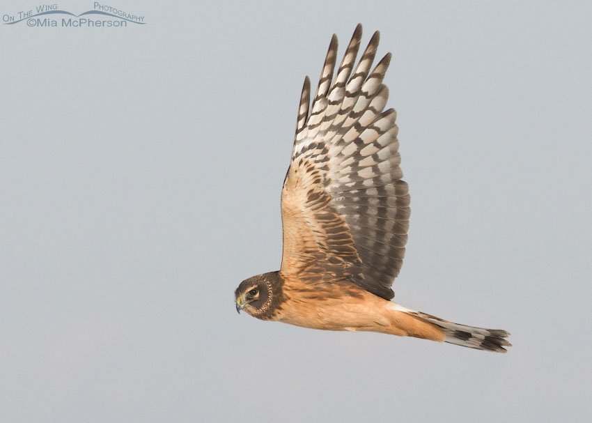 Female juvenile Northern Harrier in flight over the marsh at Farmington Bay WMA, Davis County, Utah