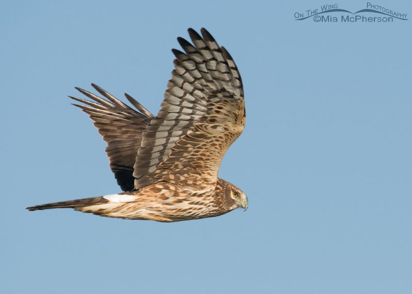 Female Northern Harrier coursing along a road, Antelope Island State Park, Davis County, Utah