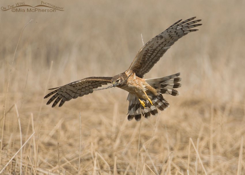 Female Northern Harrier bringing nesting material to the nest, Bear River National Wildlife Refuge, Box Elder County, Utah