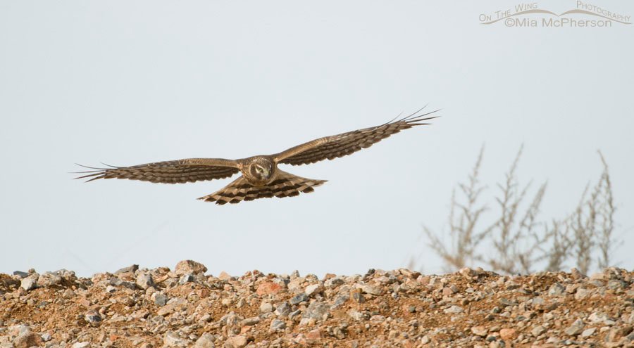 Northern Harrier flying above a hilltop, Farmington Bay WMA, Utah