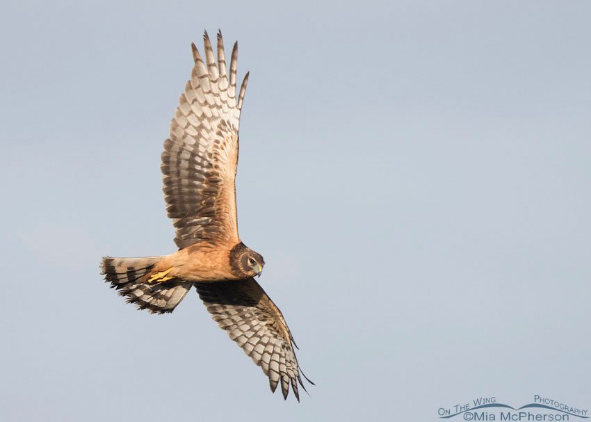 Juvenile Northern Harrier in flight over a marsh at Farmington Bay WMA, Davis County, Utah