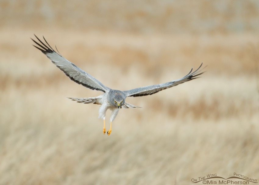 Hovering male Northern Harrier or Gray Ghost, Farmington Bay WMA, Davis County, Utah