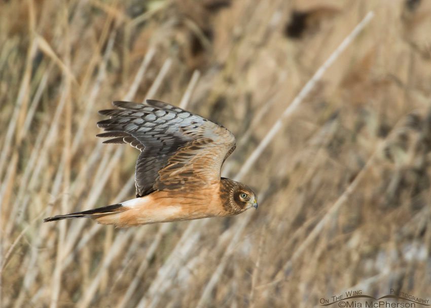 Northern Harrier flying through a marsh at Farmington Bay WMA, Davis County, Utah